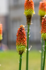 Kniphofia uvaria bright yellow orange ornamental flowering plants on tall stem, group tritomea torch lily red hot poker flowers