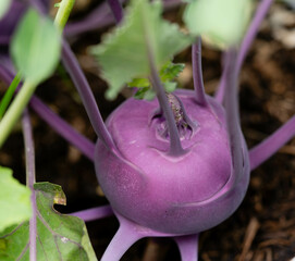 verschiedene Sorten Kohlrabi Brassica oleracea aus dem eigenen Garten