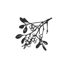 Mistletoe Branch with Leaf and Hanging Berry Closeup Vector Engraved Drawing