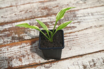 Hosta STILETTO Funkia Stiletto 
