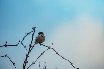 birds on tree branches in winter