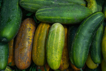 large cucumbers harvest vegetable background