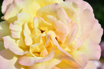amazing  aromatic soft yellow  rosewith pink petals blooming in garden  at sunny morning.macro