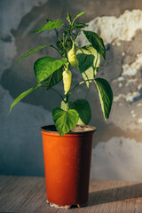 Hot pepper is a domestic potted plant