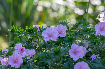 Geranium sanguineum Striatum beautiful ornamental park flowering plant, group of light pink white flowers in bloom