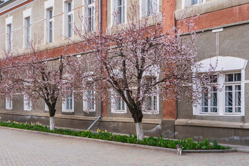 Blooming fruit trees in spring in an urban environment with selective focus. Spring background with copy space