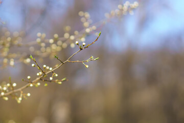The buds open on the tree in early spring. Background with selective focus and copy space for text or inscription