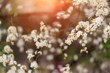Twigs of flowering fruit trees with selective focus, toned. Spring background with copy space