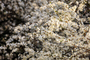 Backdrop of flowering trees in early spring. Spring background with copy space