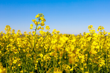 Blooming rapeseed field in early spring. Background with selective focus and copy space for text