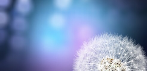 Beauty white soft dandelion seeds on pastel background