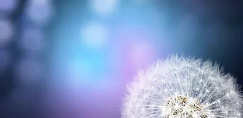 Rolgordijnen Beauty white soft dandelion seeds on pastel background © BillionPhotos.com