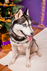 Portrait of a odd-eyed dog of the Husky breed on a Christmas background.