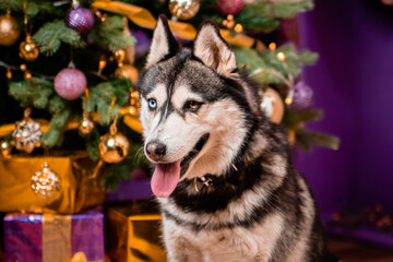 Portrait of a odd-eyed dog of the Husky breed on a Christmas background.