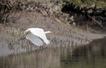 A intermediate egret in flight.intermediate egret, median egret or yellow-billed egret is a medium-sized heron. this photo was taken from sundarbans national park,Bangladesh.