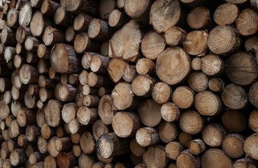 Front view of a pile of cut pine logs from deforestation