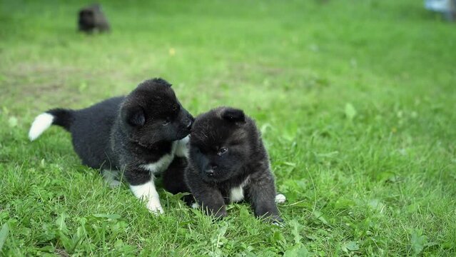American Akita puppies, one month old. Cute American Akita puppies play on the grass on a summer sunny day. High quality 4k footage