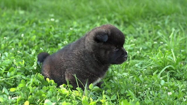 American Akita black puppies, one month old. Cute American Akita puppies play on the grass on a summer sunny day. High quality 4k footage