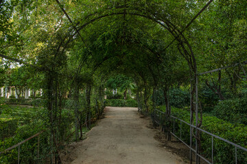 camino de tierra con arco de hojas, verde