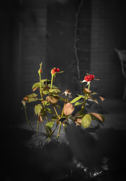 planta, rosal, blaco y negro on color