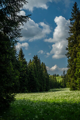 Meadow near Bozi Dar village in Krusne mountains with white cloudy blue sky