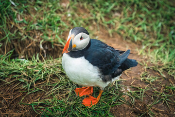 Atlantic puffin living on cliff of Atlantic Ocean during breeding season