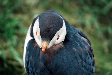 Atlantic puffin sleeping on cliff of Atlantic Ocean during breeding season