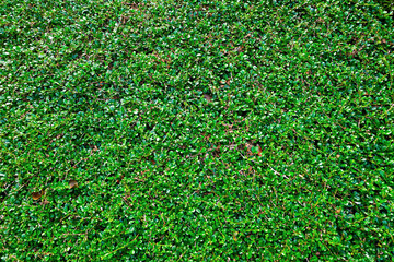 a green bush with a red fire hydrant
