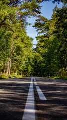 Asphalt road with arching trees, low shot