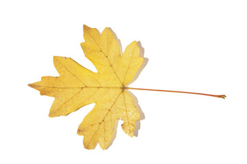 yellowing tree leaves in autumn