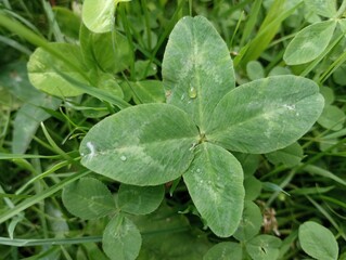 Four-leaf clover among the grass. A lucky find.