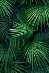 Green palm tree leaf with sunlight reflection. Abstraction background.