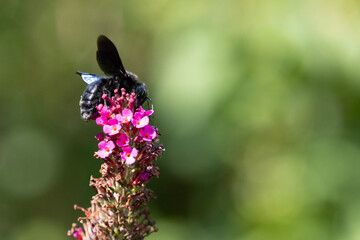 Blue carpenter bee (Xylocopa violacea) collecting pollen on a summer lilac (Buddleja)