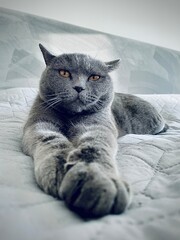 Scottish straight gray cat on modern bed.