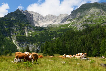 Fototapeta na wymiar Rinderherde auf der Alpe, Wurzeralm