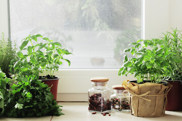 Fresh herbs in pots on the windowsill.