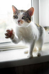 portrait of a white cat with black and brown spots and green eyes on a windowsill, raising its right paw towards the camera, vertical, natural light, medium close-up