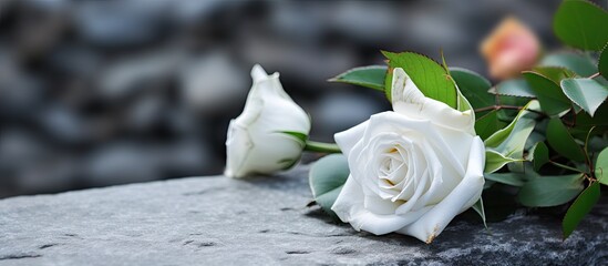 A funeral ceremony outdoors with a white rose on a grey granite tombstone, providing space for text.