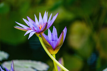 Fototapeta premium Beautiful blossom waterlily or lotus flower in pond