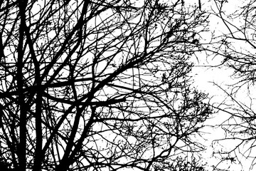 Tree branch silhouette on transparent background