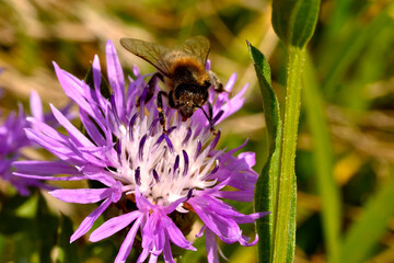 a wild bee licks nectar from a field flower