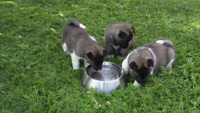 Three American Akita puppies, one month old. A friendly company of small funny American Akita puppies drinks water from a bowl in the garden on the grass on a summer sunny day. High quality 4k footage