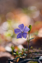 mały, fioletowy rozkwitający kwiat o zielonej łodydze