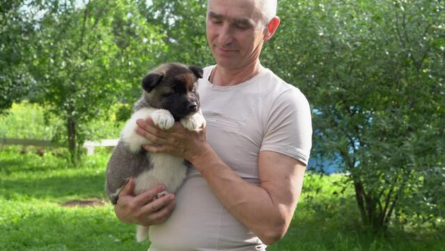 Three American Akita puppies, one month old. A man holds a small funny fluffy American Akita puppy in his arms, strokes, pulls. Summer sunny day in the garden. High quality 4k footage