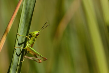 Zielony skoczek polny na liściu trawy © Jakub