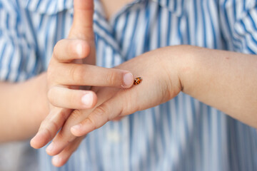 close up of ladybug sitting on child hands © Victoria