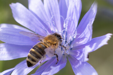 Bees collect nectar from a cornflower (Asteraceae)