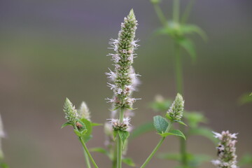 Agastache nepetoides. White flowers in garden, korean mint.