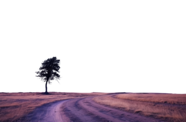 solo tree in a dry rural landscape with a dirt path. transparent isolated PNG file.