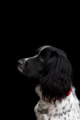 Head shot of beautiful young spaniel dog set on a black background.